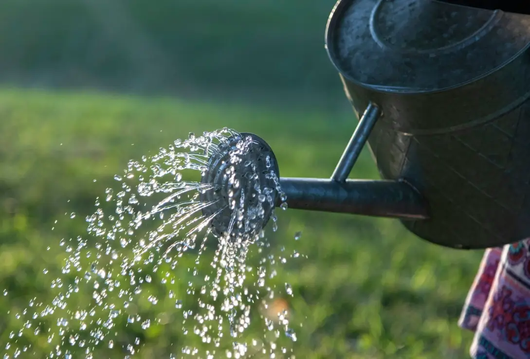 植物澆水時間終極指南：幾點澆水最好？避開新手常犯錯誤