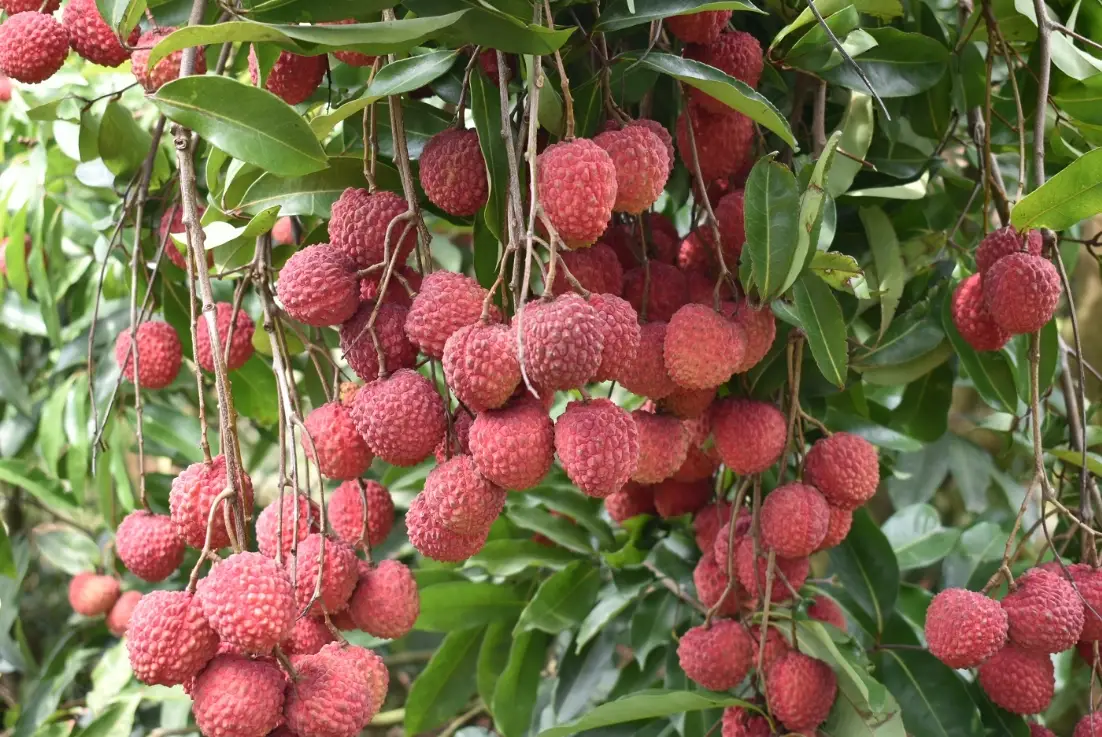 荔枝繁殖全攻略：從高壓到實生，掌握3大關鍵技巧與常見錯誤