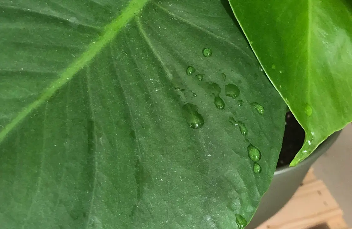 植物 吐水 現象