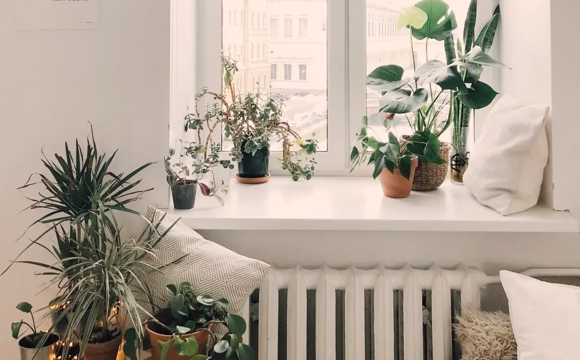 房間適合放什麼植物？挑選攻略與風水擺設建議，打造舒適健康空間