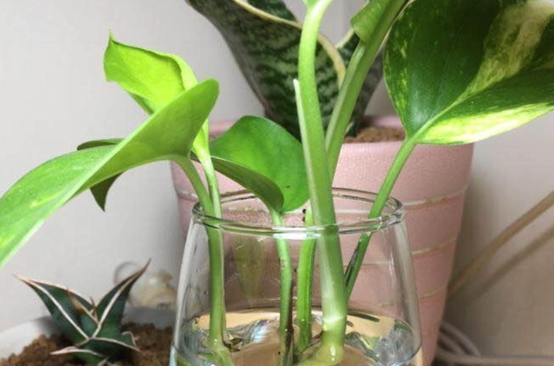 水耕黃金葛長不大