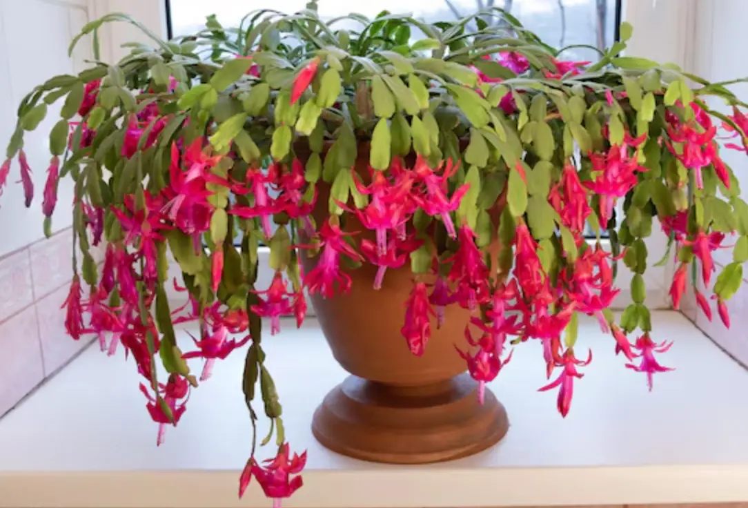 蟹爪兰浇水频率