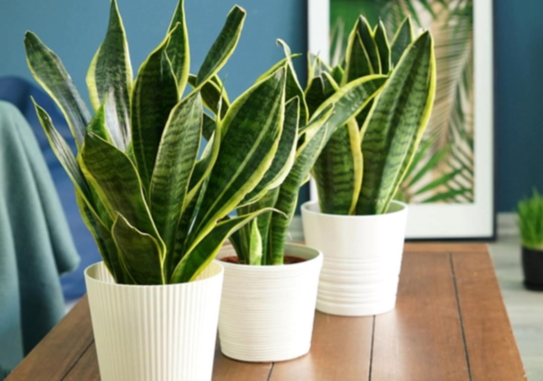 室內淨化植物推薦