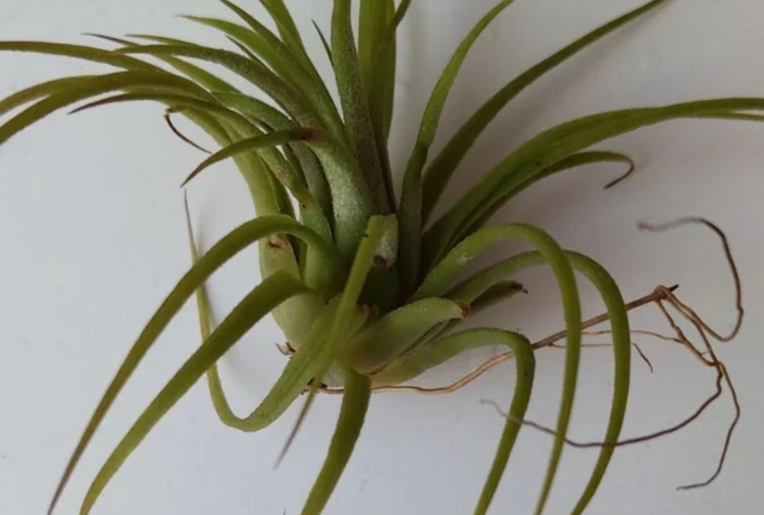 空氣鳳梨葉子變捲怎麼辦？完整診斷與拯救教學