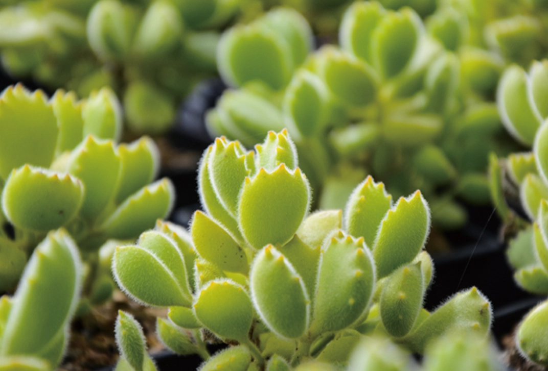 景天科葉插