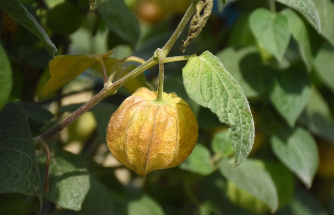 燈籠果葉子食用