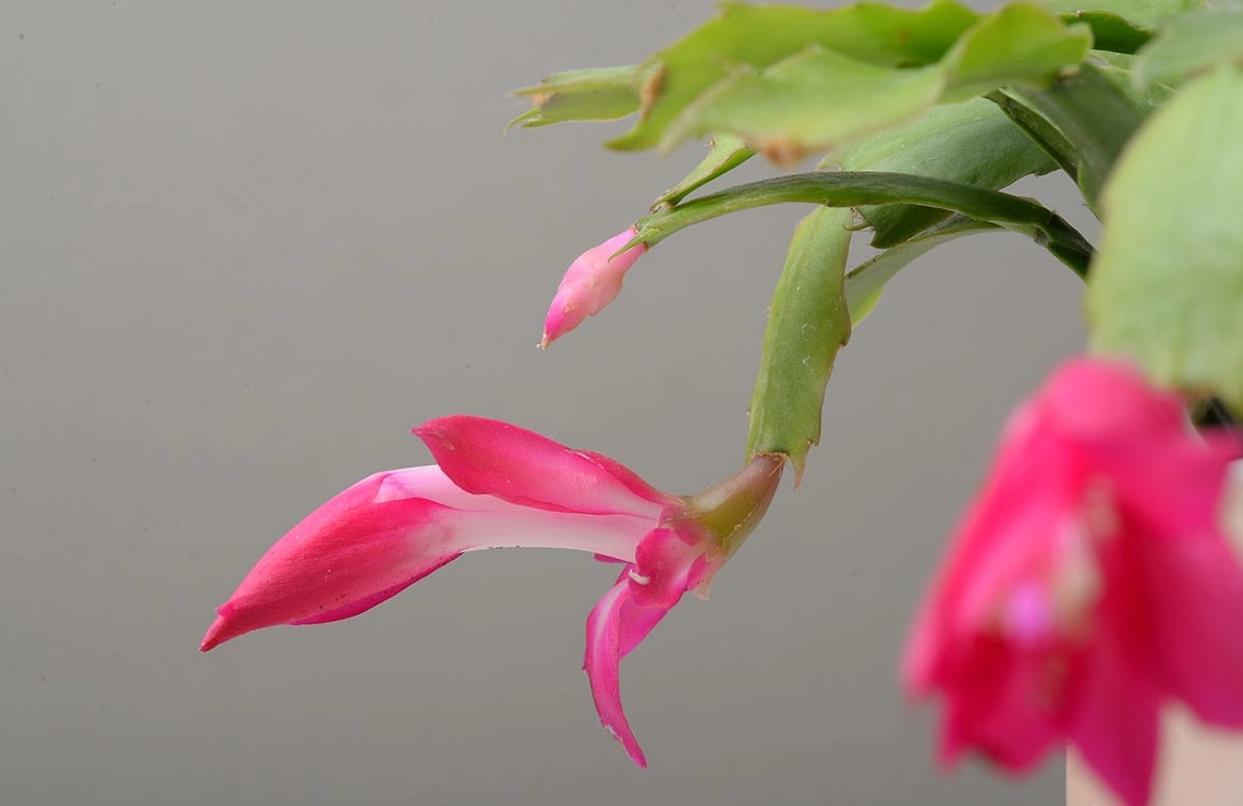 蟹爪兰浇水频率