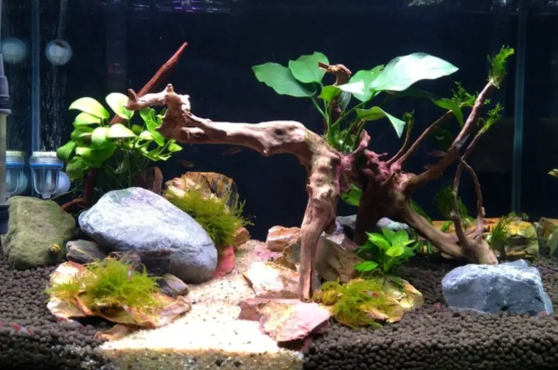 新手魚缸造景