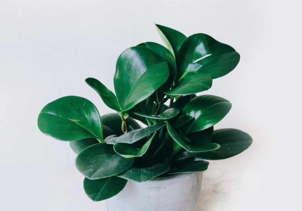 圓葉椒草分株教學：簡單步驟讓你的盆栽生生不息