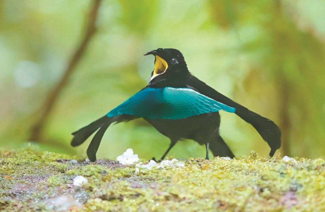 華美極樂鳥觀鳥指南：台灣森林中的天堂鳥尋找技巧與攝影心得