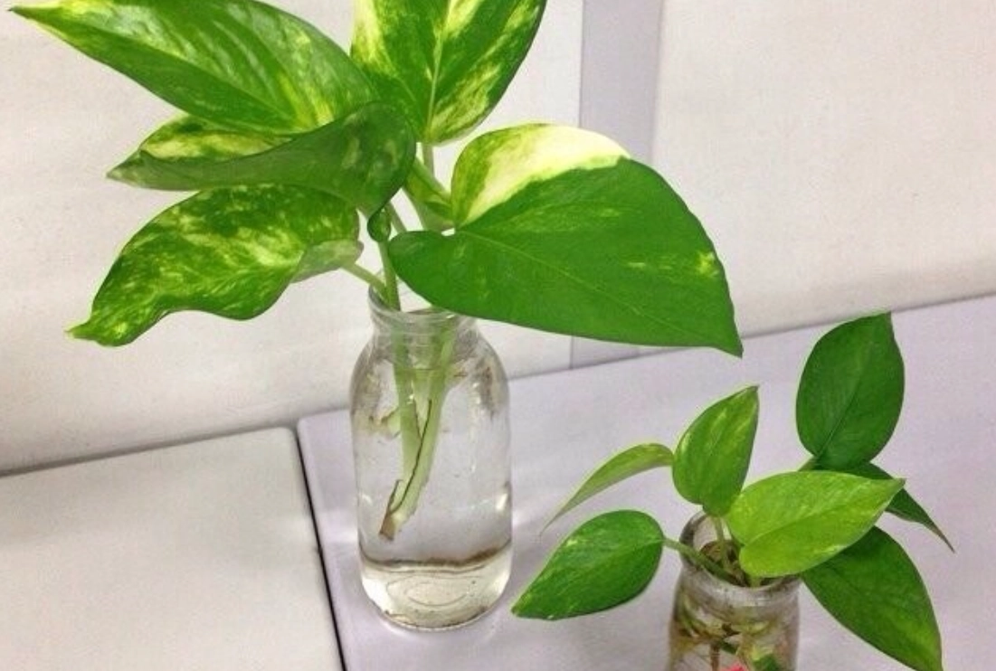 黃金葛水耕問題