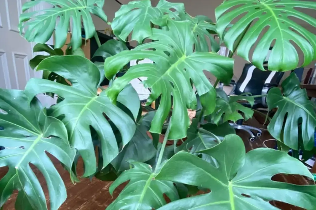 植物 吐水 現象