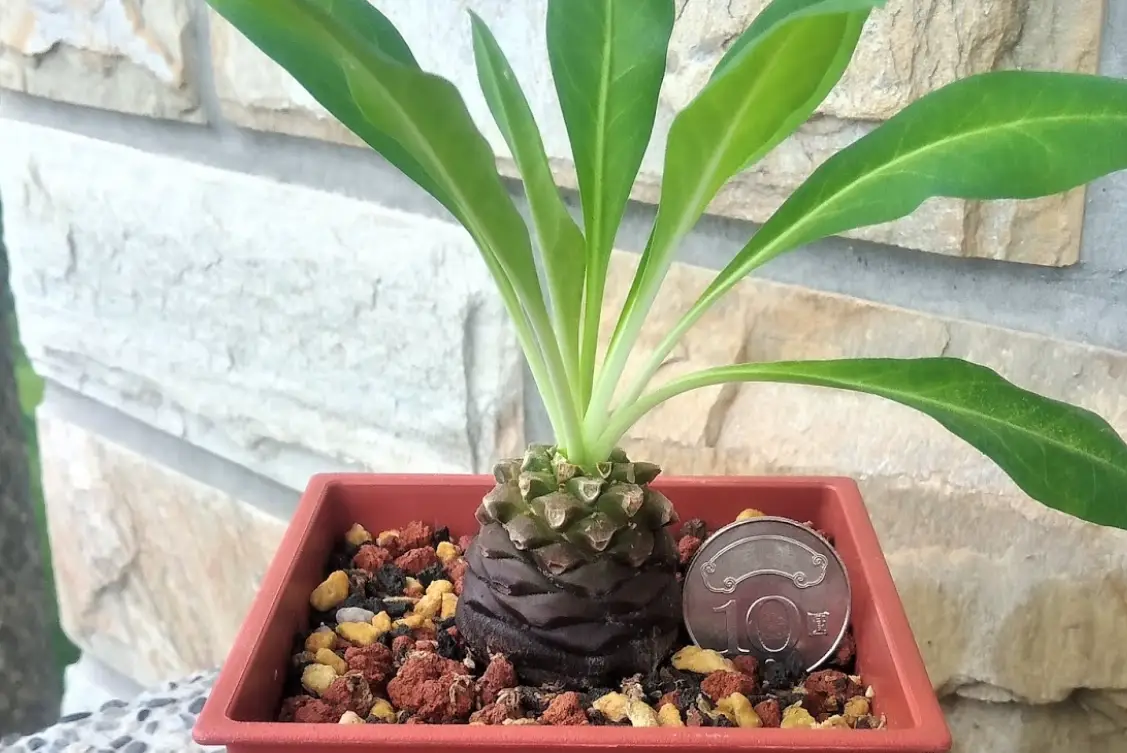 鐵甲丸黃葉急救指南：原因分析與拯救步驟