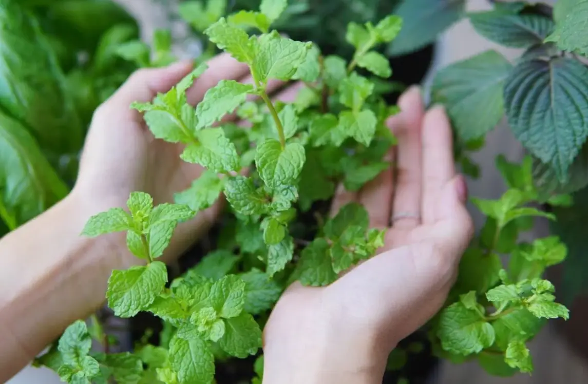 台北植物療癒課程