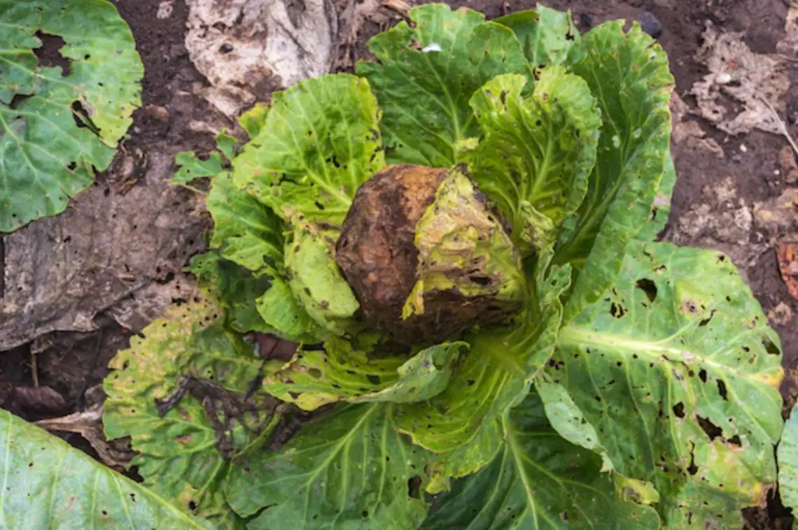 蔬菜枯萎怎麼辦？專家教你找出原因與搶救方法