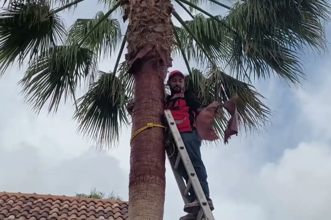 棕櫚樹修剪時機