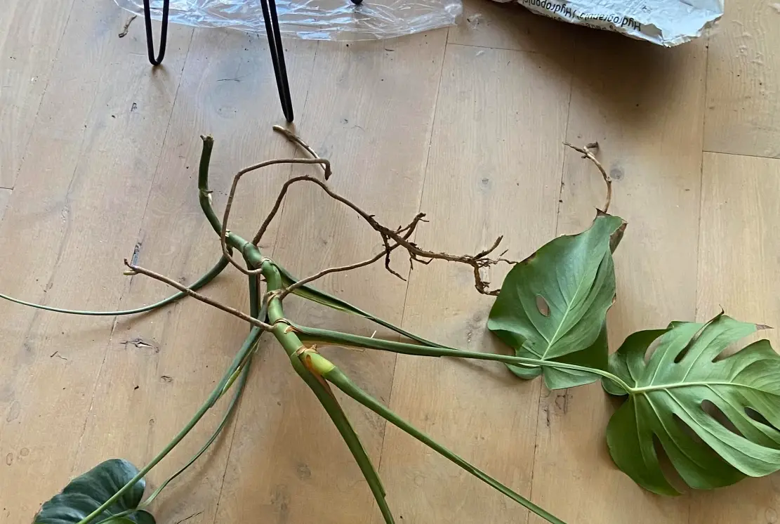 龜背芋修剪技巧