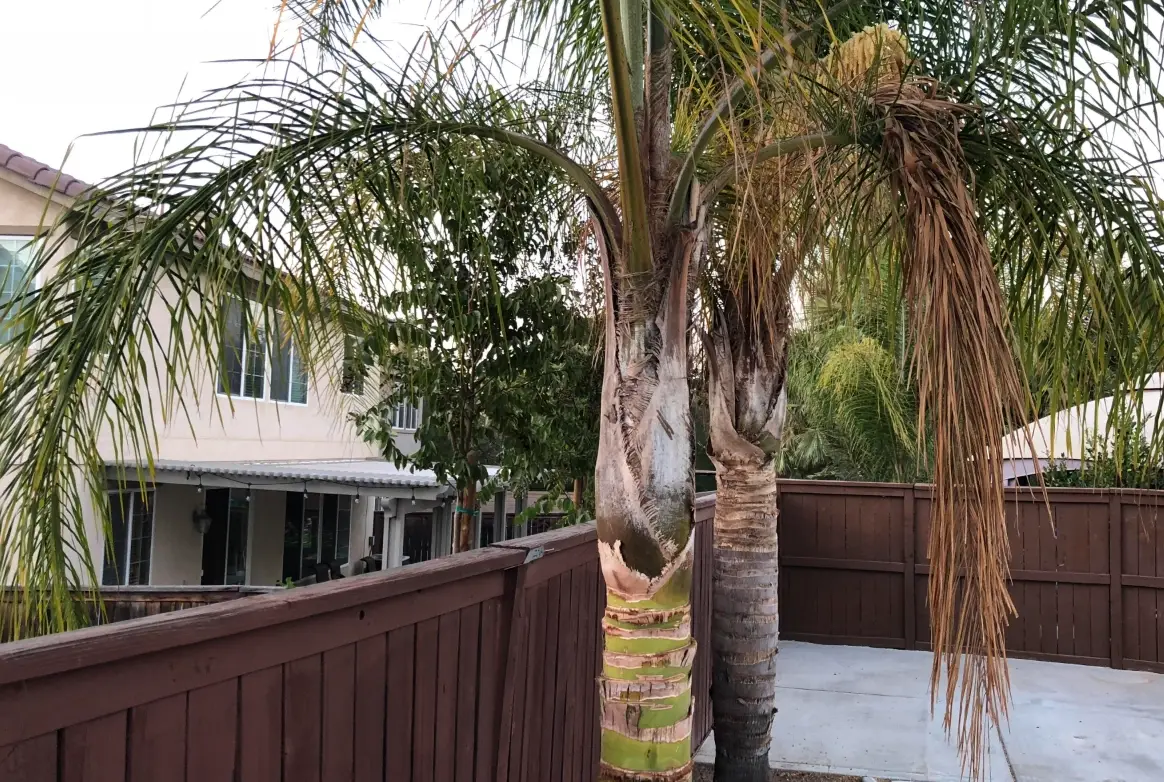 棕櫚樹修剪工具