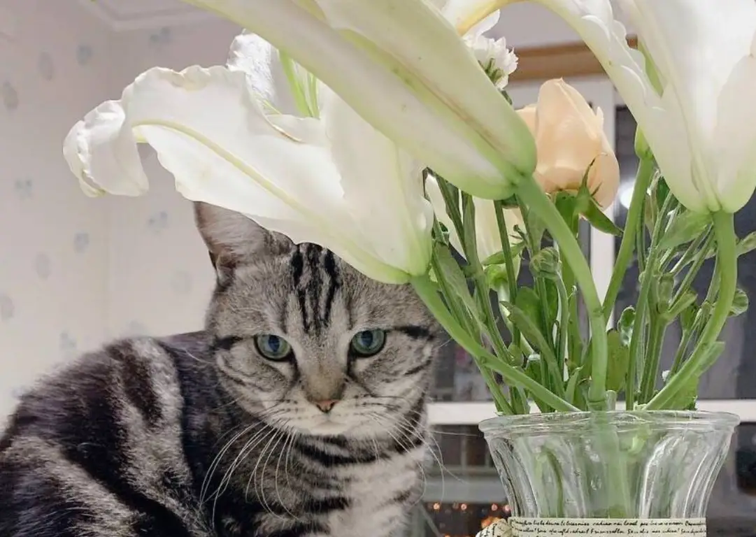 貓咪吃百合花葉子怎麼辦？完整急救步驟、毒性症狀與居家預防指南