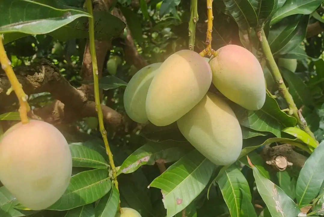 芒果種植技巧