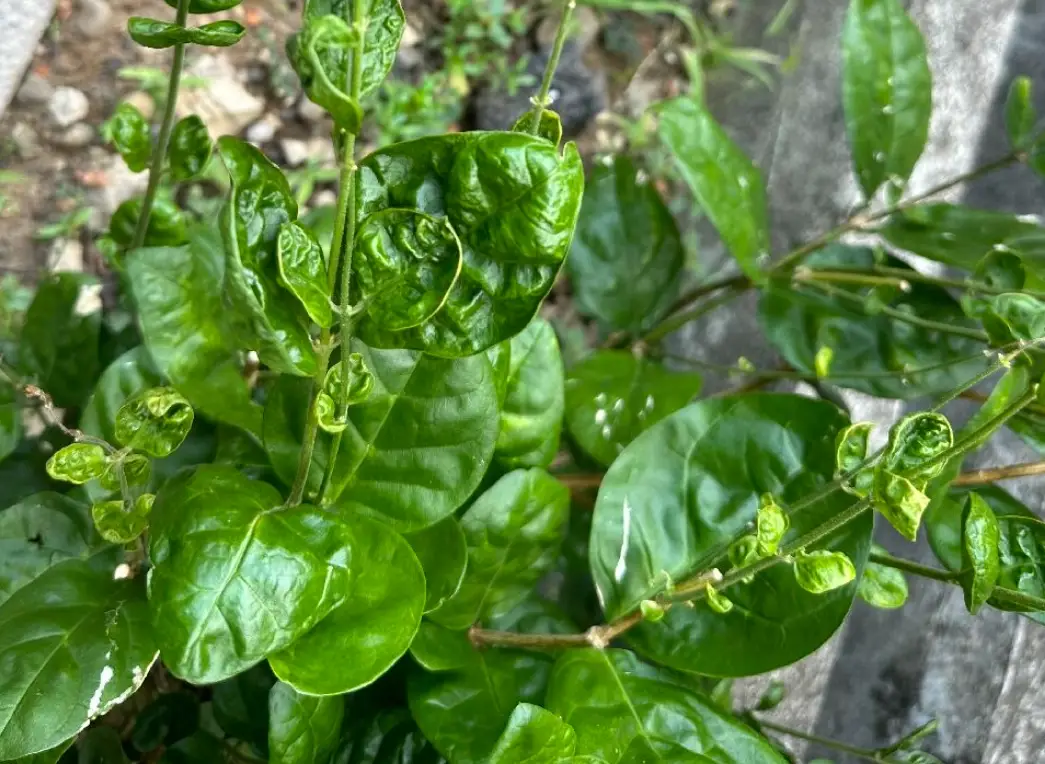 茉莉花叶子皱皱怎么办