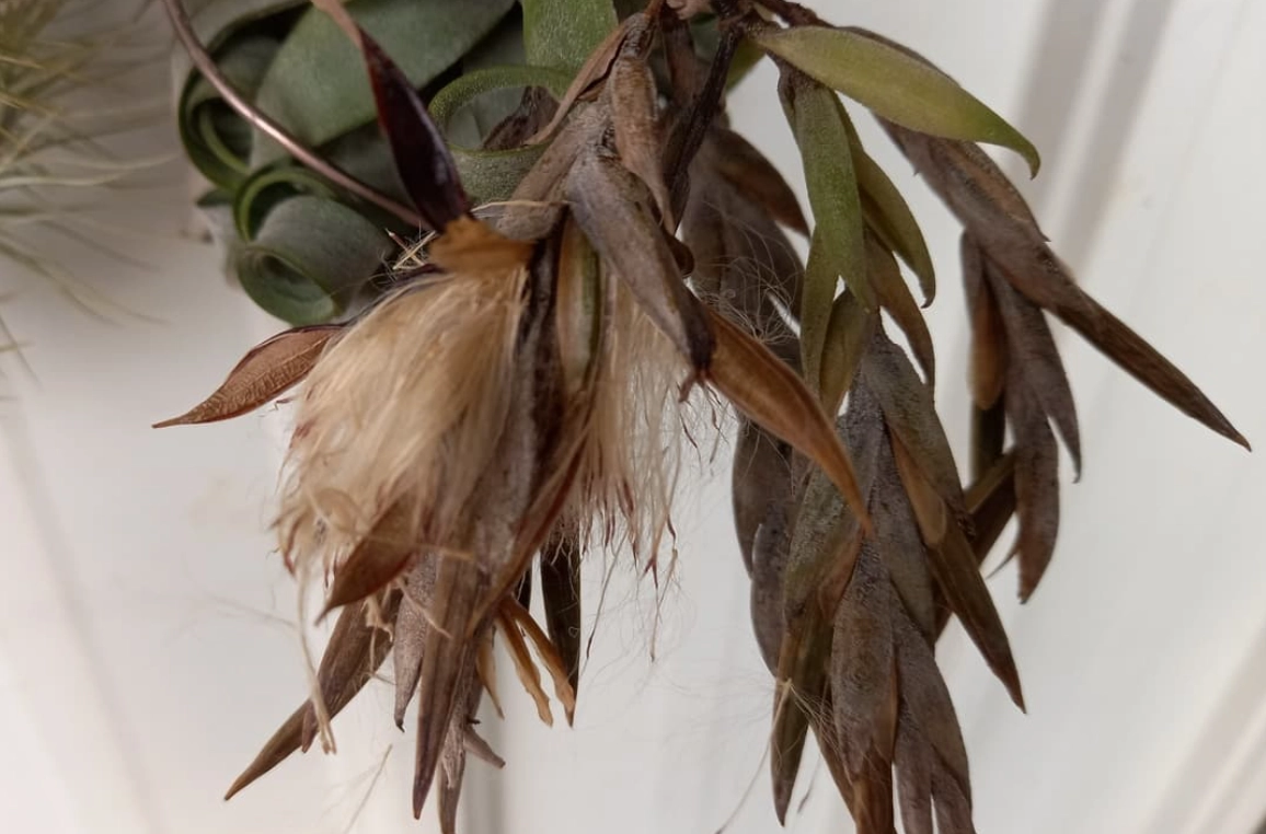 空氣鳳梨種子繁殖全攻略：從採收到成株的完整心法