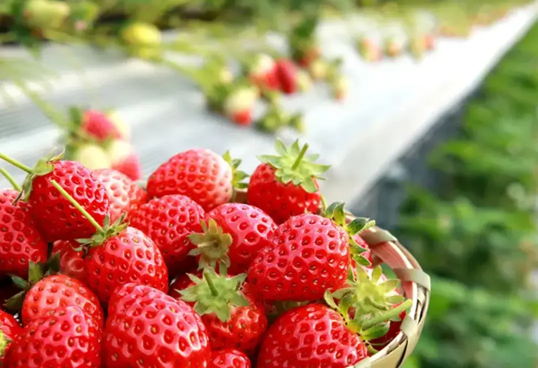 北港採草莓攻略：周邊農場、交通行程與實用技巧一次看