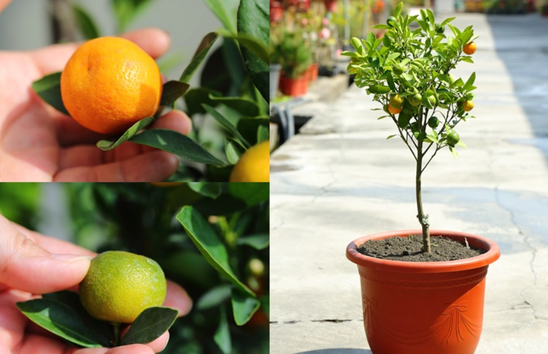 金桔盆栽種植全攻略：十年經驗分享從選苗到結果的關鍵技巧