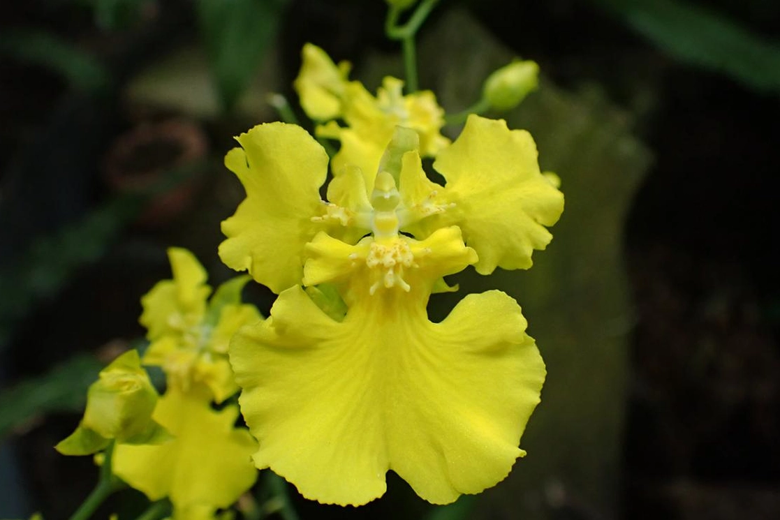 文心蘭品種大解析：從新手到行家，教你如何挑選與照顧你的第一盆花