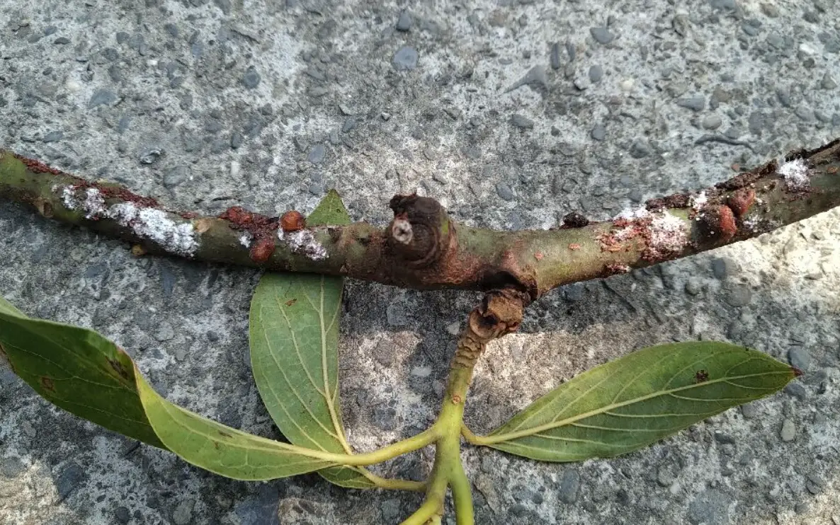 酪梨病蟲害防治