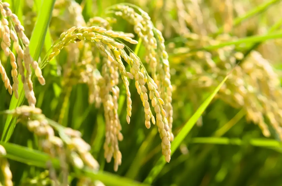 水稻分蘗期管理