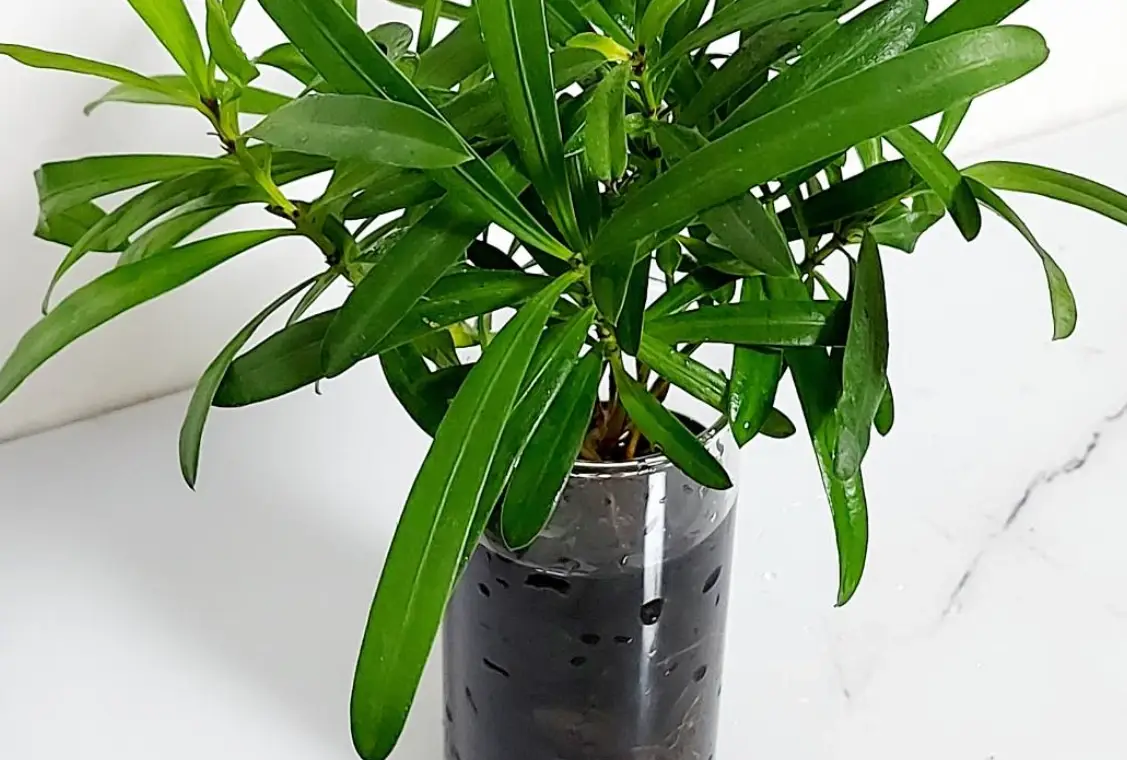 羅漢松造型技巧