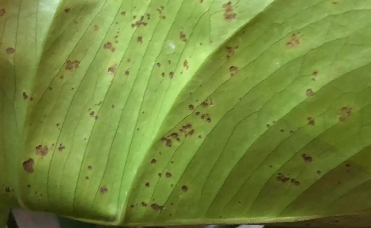 龜背芋 葉子 黑斑