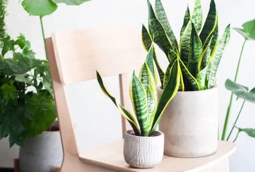 房間風水植物
