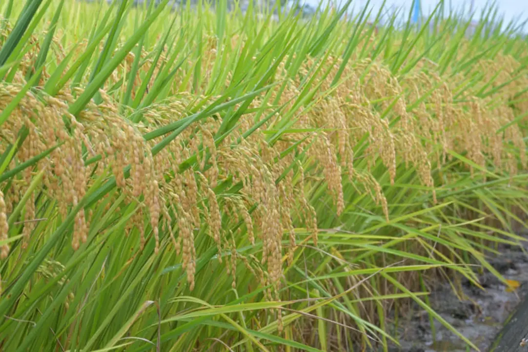 掌握水稻分蘗期溫度管理：從原理到實踐的田間指南