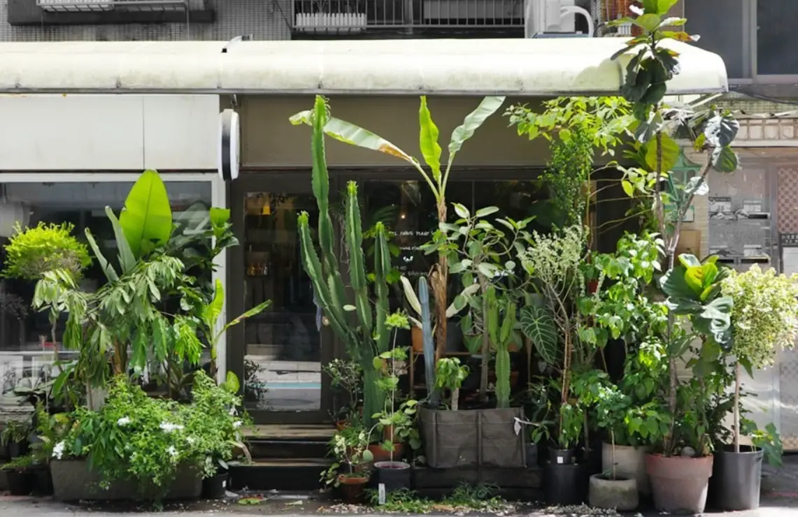 夏天觀葉植物推薦與養護全攻略：打造清涼綠意家居