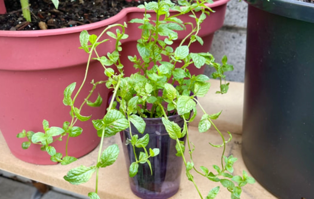 如何讓薄荷莖變粗