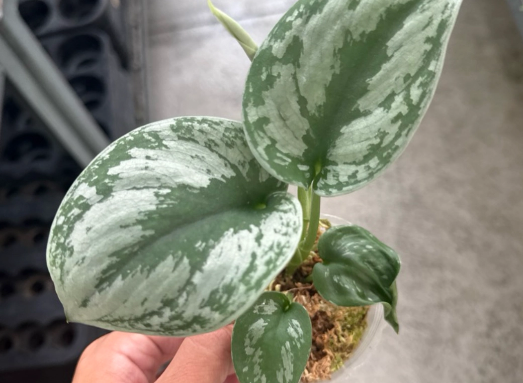 銀星黃金葛 繁殖