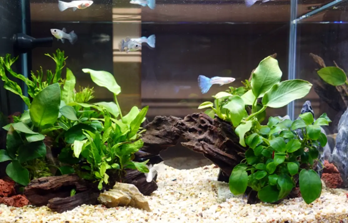 魚缸造景教學：從零開始打造水下森林的完整指南