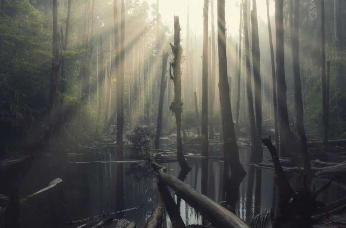 忘憂森林怎麼去
