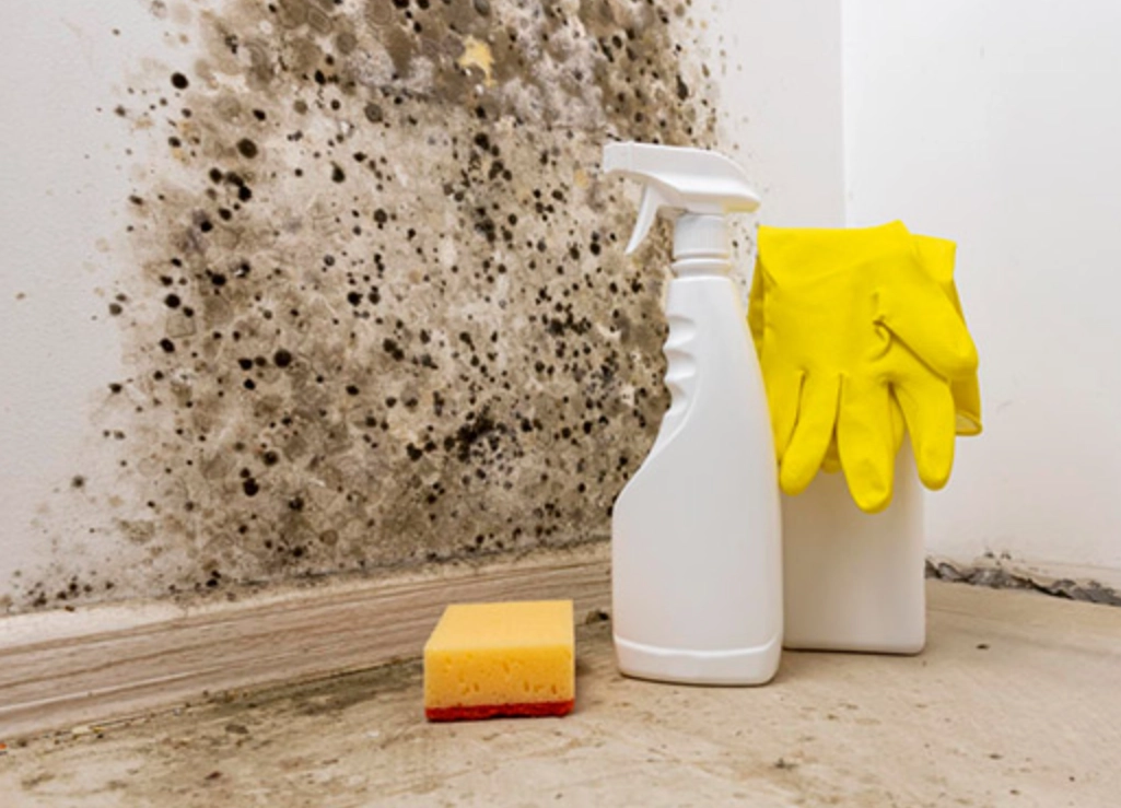 除霉防霉全攻略：台灣潮濕居家環境的實戰清潔秘訣