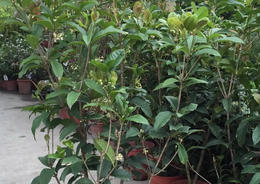 四季桂花照顧全攻略：從選購到開花，解決不開花的實戰經驗