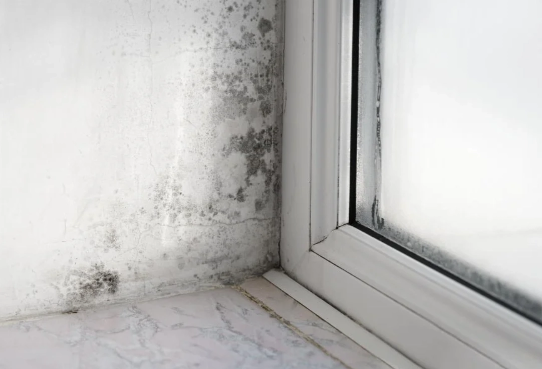 辦公室發霉怎麼辦？專家教你3招根除霉斑與異味，打造健康職場
