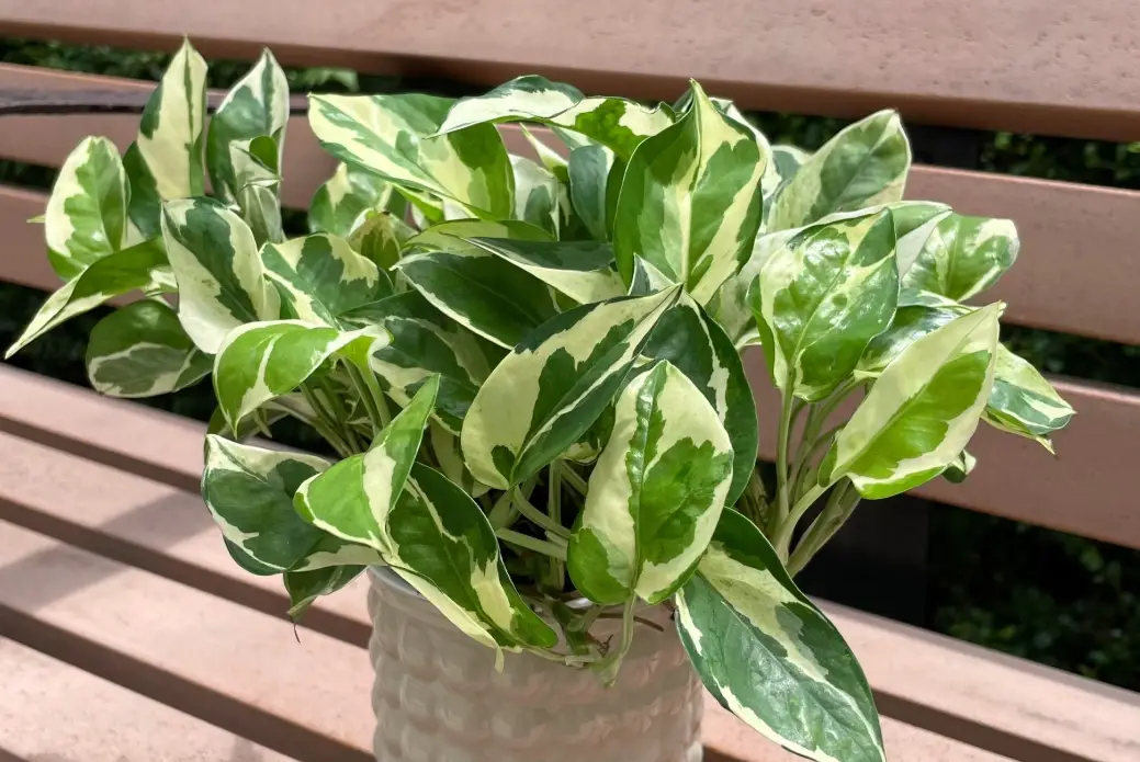 雪花葛照顧全攻略：從品種辨識到爆盆技巧，新手也能養出垂墜美感