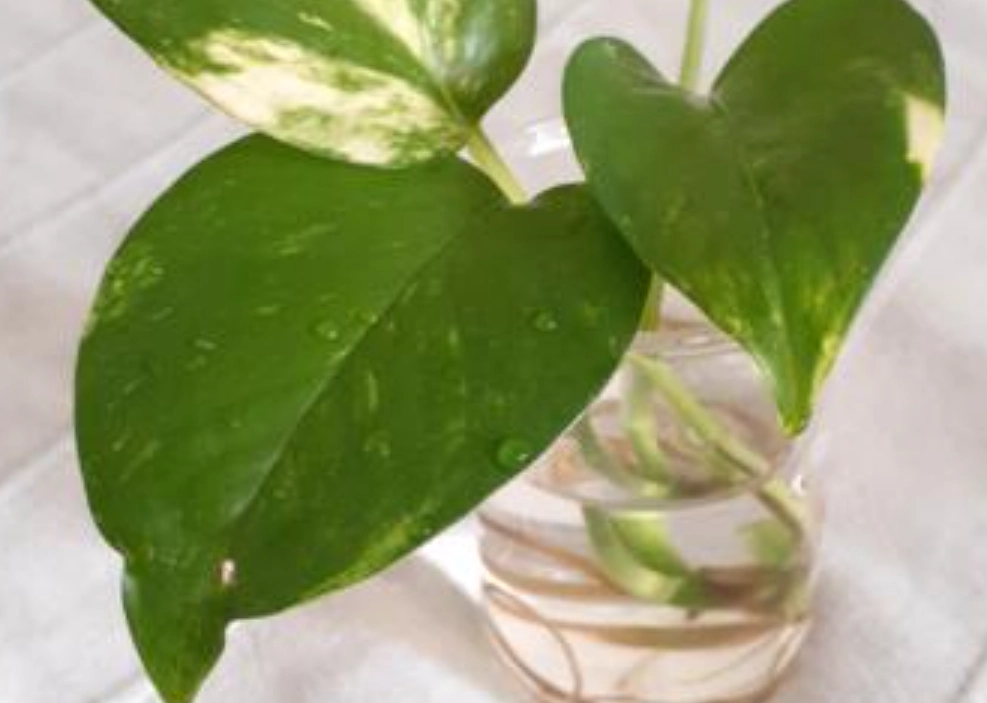 黃金葛水耕長不大？5大關鍵原因與實用解決方案