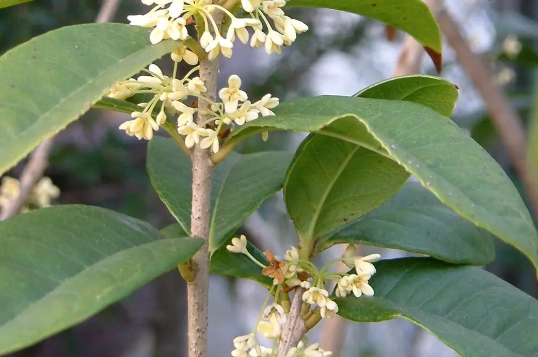 桂花種植全攻略：從選苗到開花的十大關鍵技巧