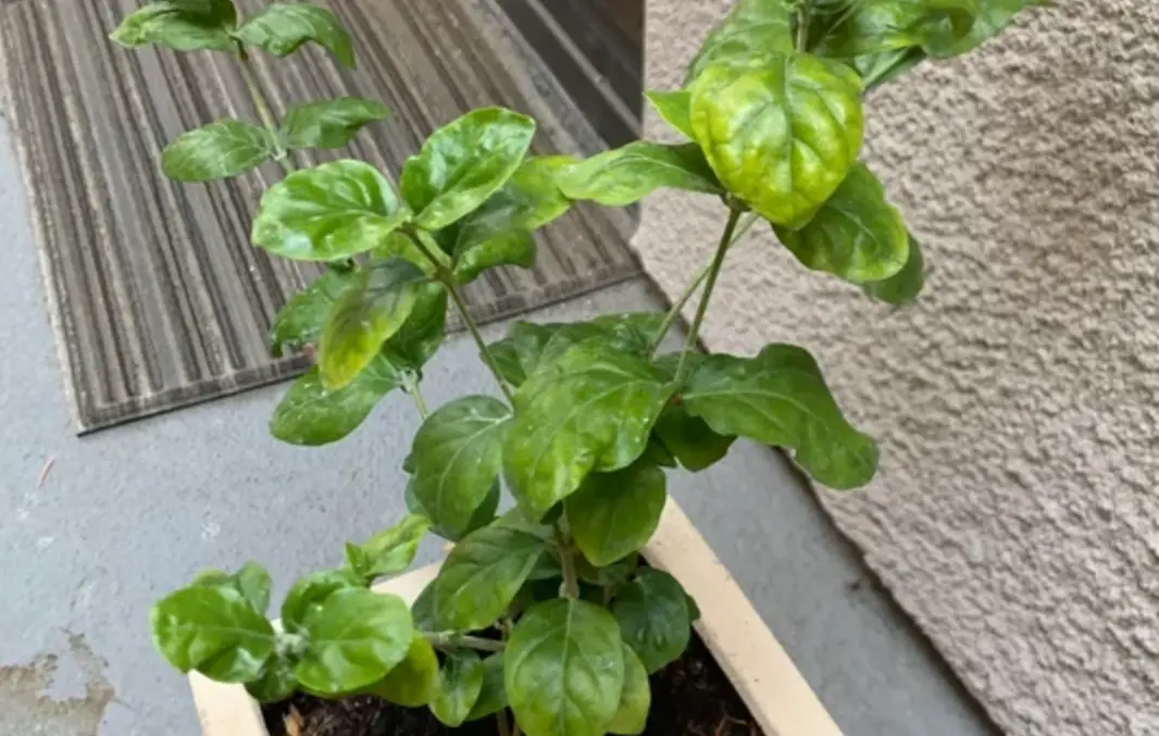 茉莉花浇水过多