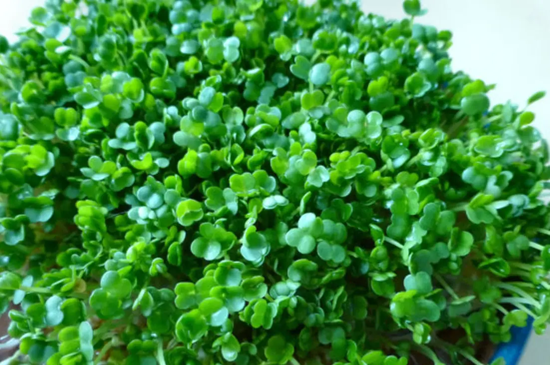 發芽奇亞籽好處