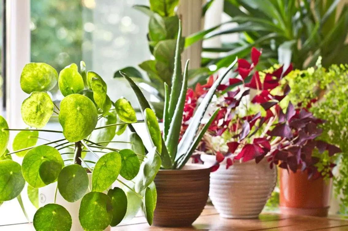 環保署推薦的空氣淨化植物清單：打造健康居家必備指南