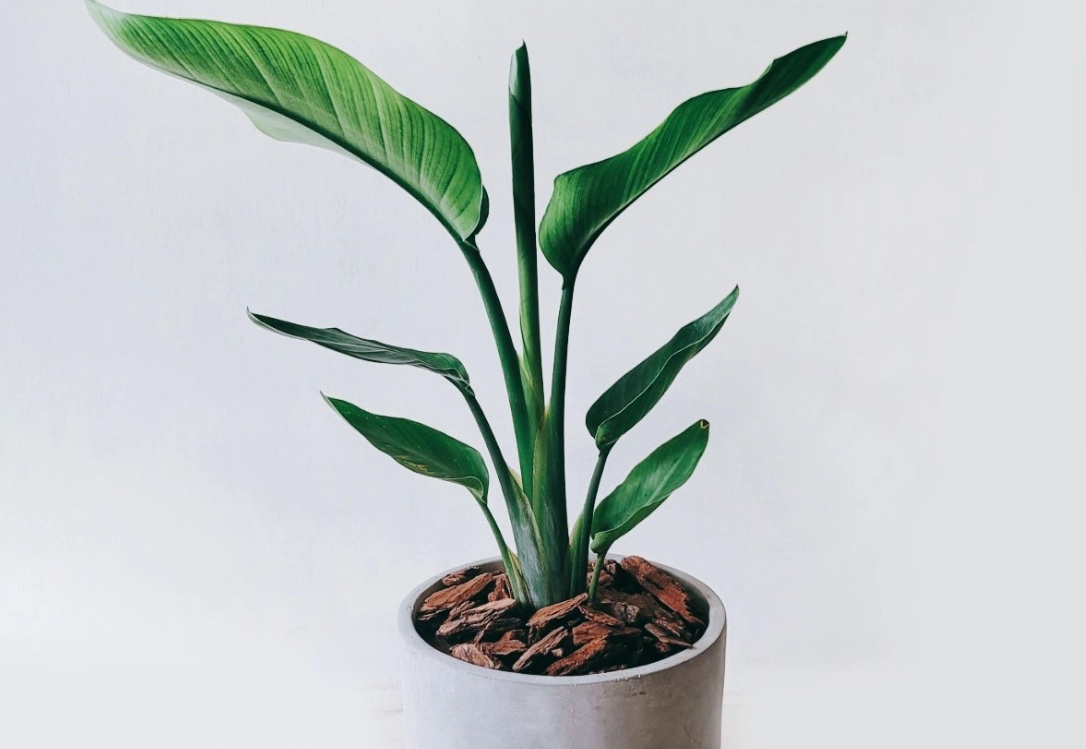 天堂鳥種植完整指南：照顧技巧與常見問題解答